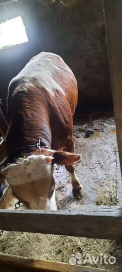 Продаётся бычки