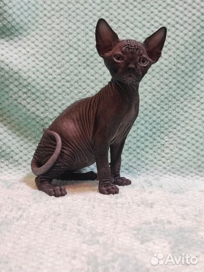 Канадский сфинкс котенок