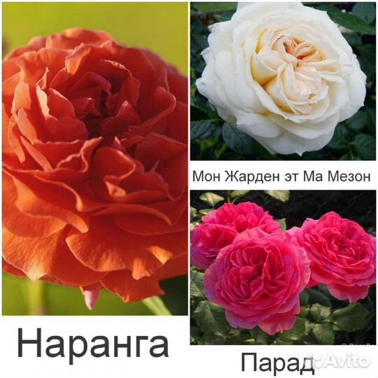 Розы плетистые