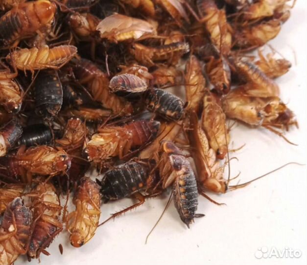 Замороженые цыплята,насекомые зоофобус,сверчок,льв