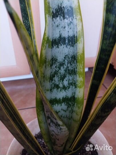 Сансевиерия