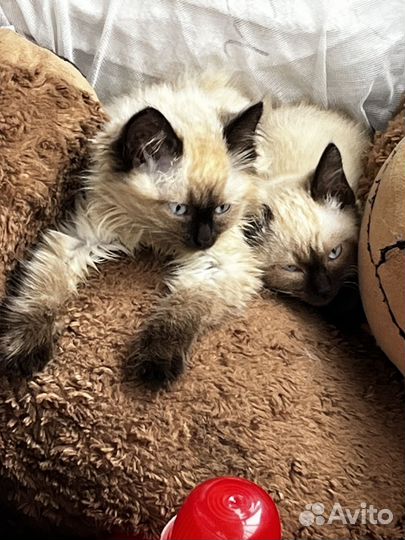 Сиамские котята бесплатно