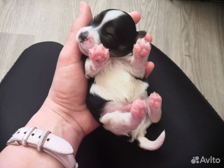 Бивера щенки