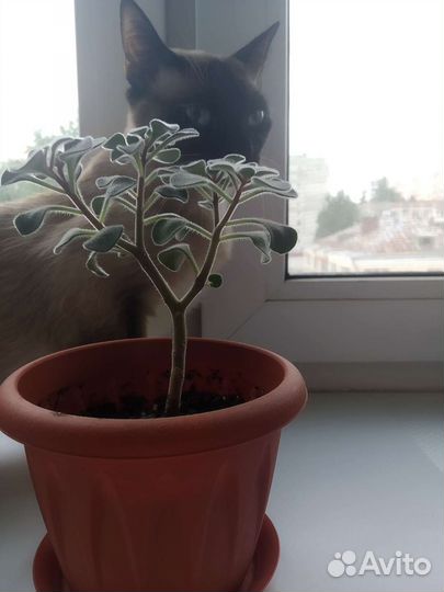 Аихризон дерево любви