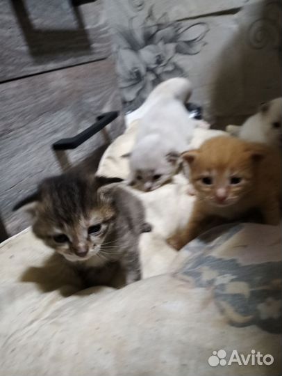 Котята в добрые руки