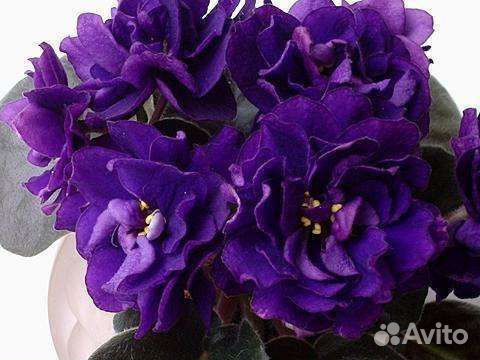 Детки сортовых фиалок