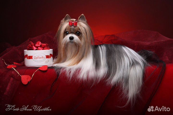 Кобель Бивера для вязки