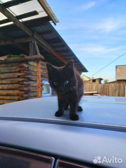 Котята в добрые руки бесплатно