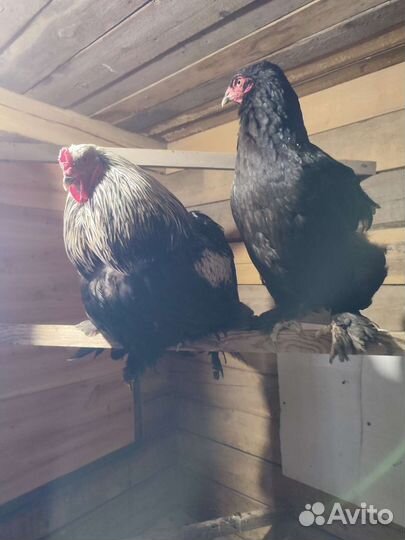 Фазаны и курицы