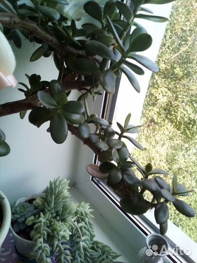 Каланхоэ, седум, взрослое денежное дерево