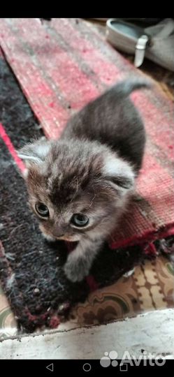 Шотландская вислоухая кошка бесплатно