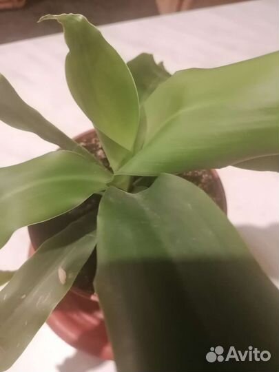 Драцена Душистая. Отросток