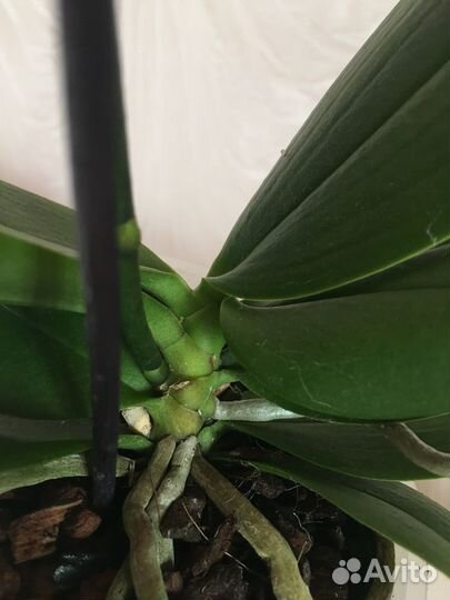 Орхидея фаленопсис бабочка