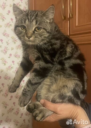 Кошка в дар