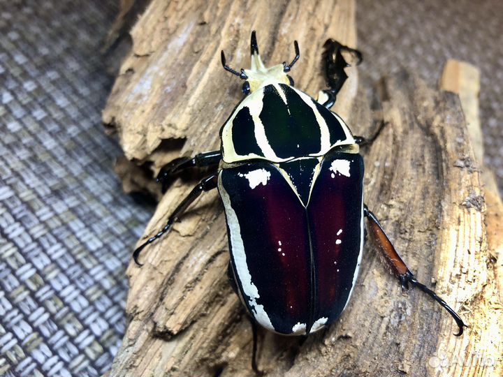 Экзотические жуки и их личинки, кузнечки