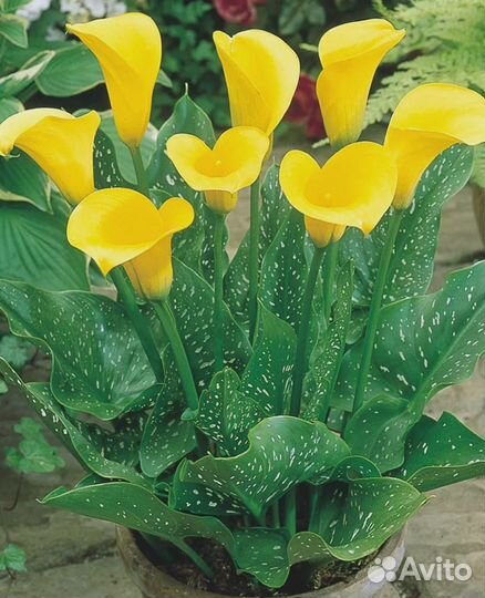 Калла Санклаб