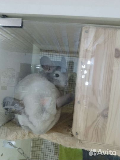 Шиншилла мальчик