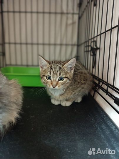 Котёнок мальчик в добрые руки