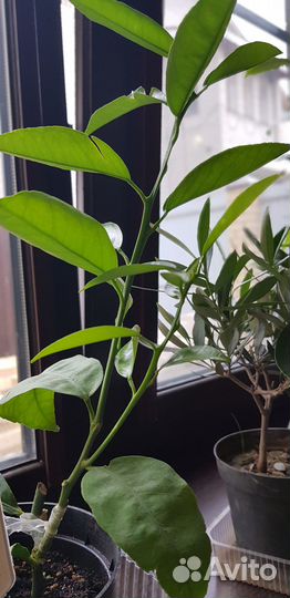 Дерево сад лимон пандероза + каламондин +кумкват