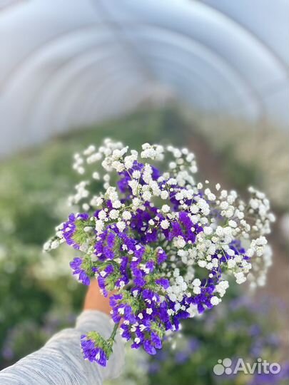 Букет статица,гипсофила,сухоцвет