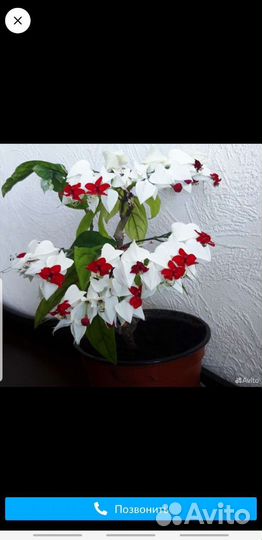 Клеродендрум Томпсона