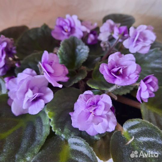 Фиалки сортовые