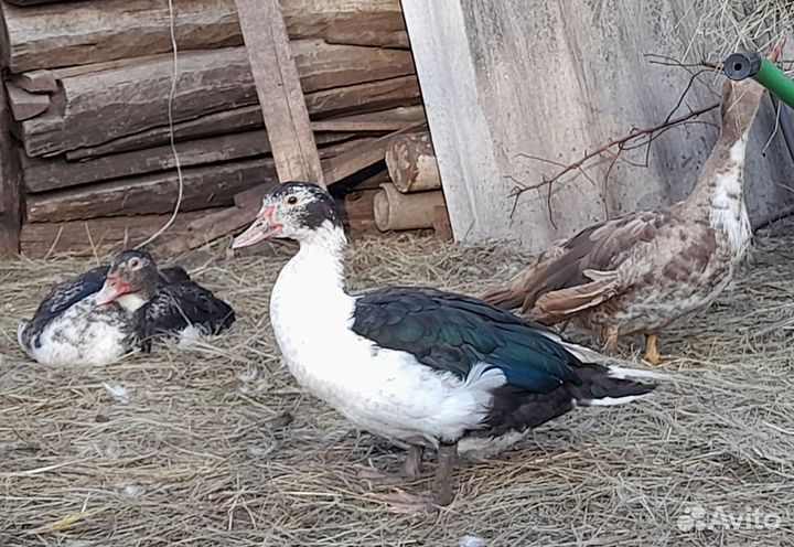 Индоутки на племя