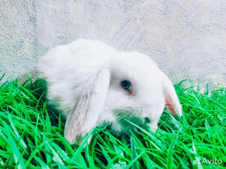 Карликовый кролик - очень редкий