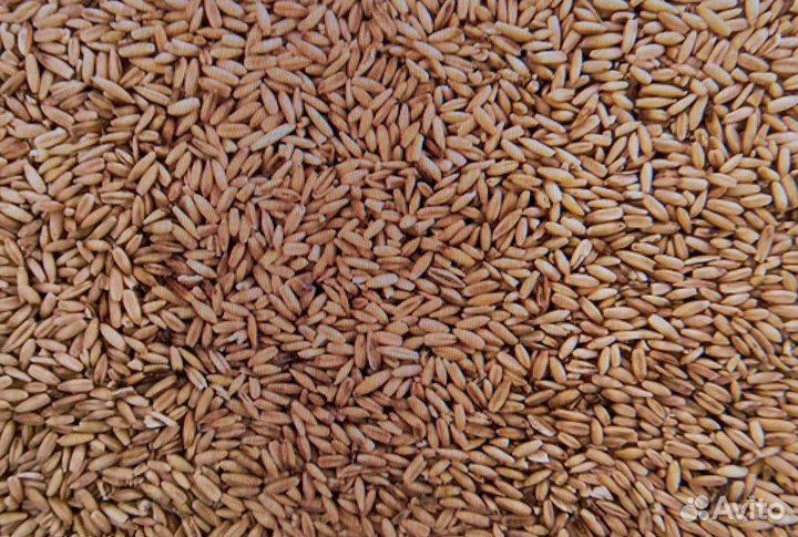 Пшеница, Ячмень, Овес, Рожь