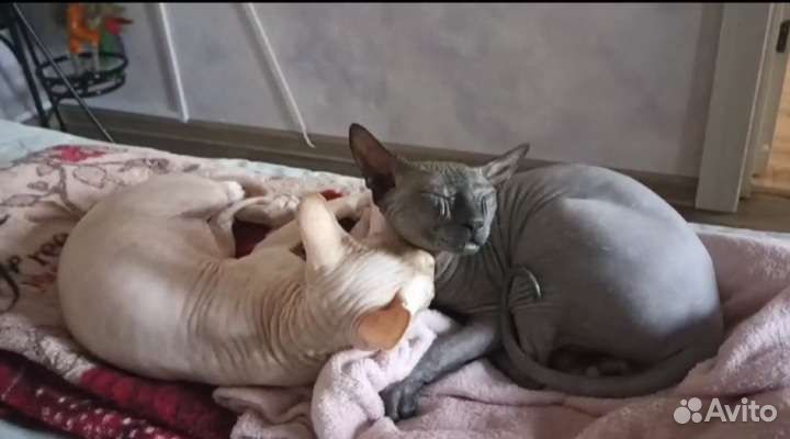 Канадский сфинкс котенок