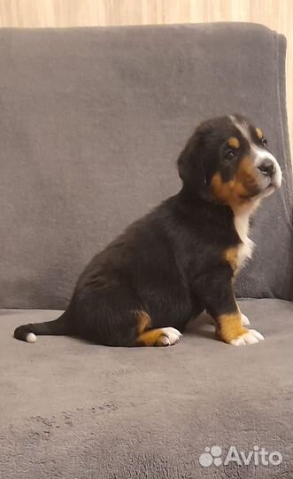 Щенок большой швейцарский зенненхунд (Гросс)