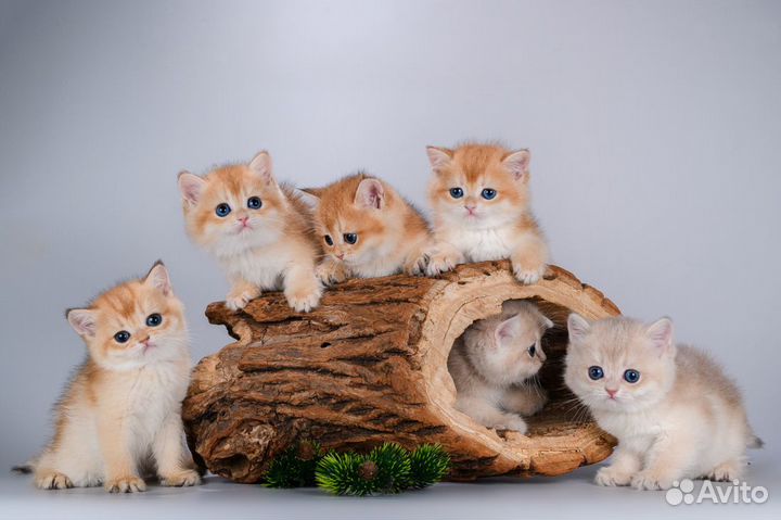 Британцы. Золотые шиншиллы. Щекастые красавцы