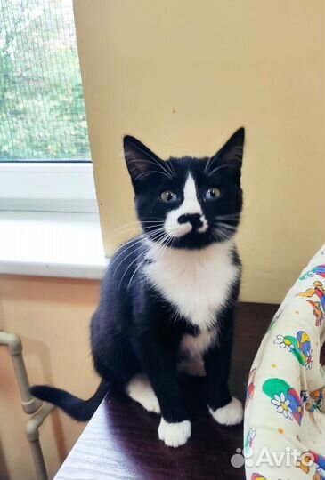 Ласкушка Кира