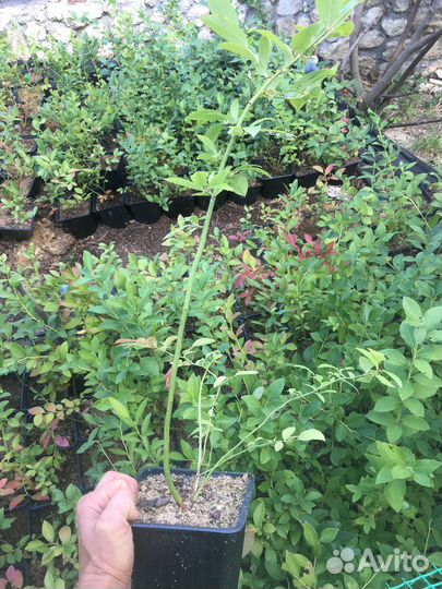 Голубика садовая саженцы