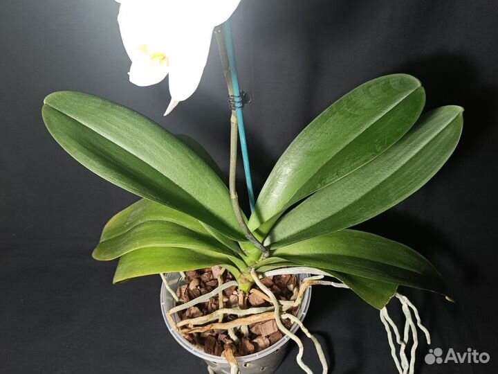 Орхидея фаленопсис