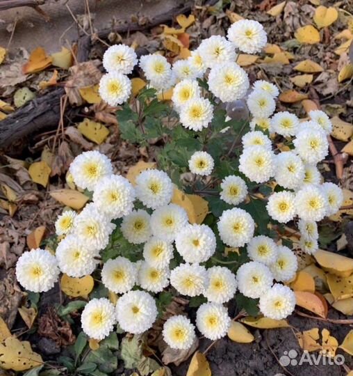 Хризантемы мультфлора / 23 сорта/ лилейники