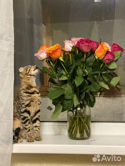 Кот бенгал вязка