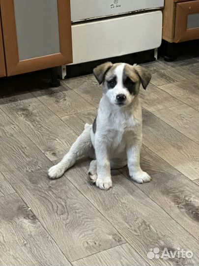 Ищем щенку дом