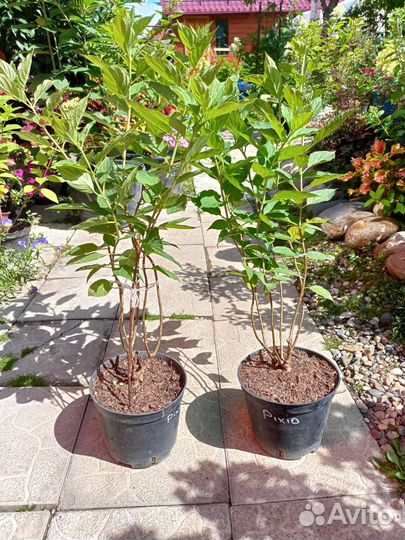 Гортензия Pixio (Пиксио)