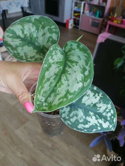 Сциндапсус, эпипремнум, филодендрон