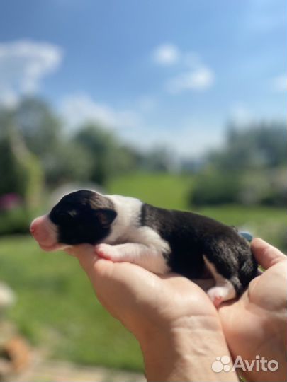 Щенки аусси австралийская овчарка