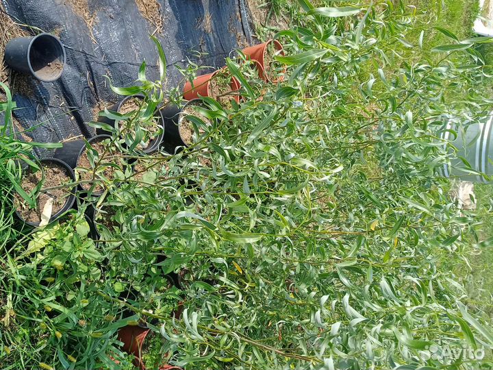 Ива извилистая 1,5 м саженцы