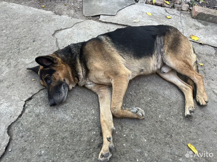 Отдам в добрые руки