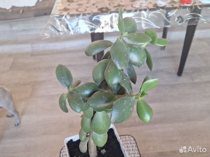 Денежное дерево