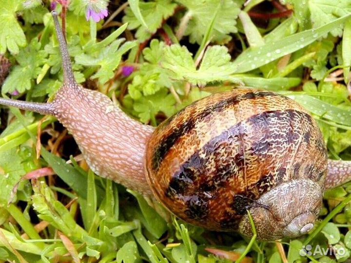 Улитки для еды