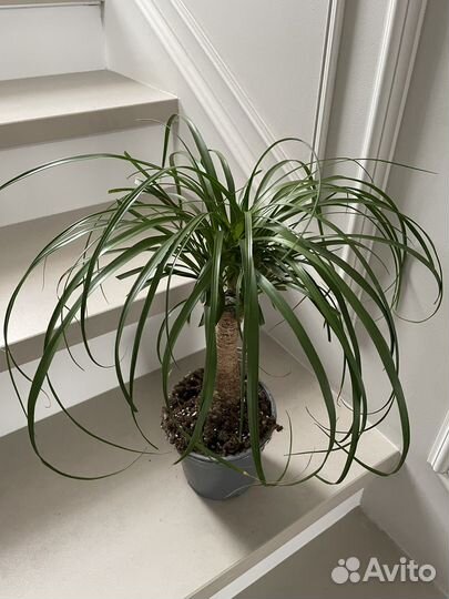 Нолина (Бокарнея) слоновья нога 45 см