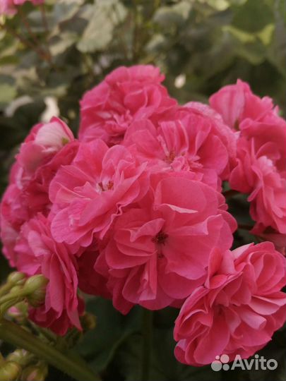 Пеларгония герань 7 сортов