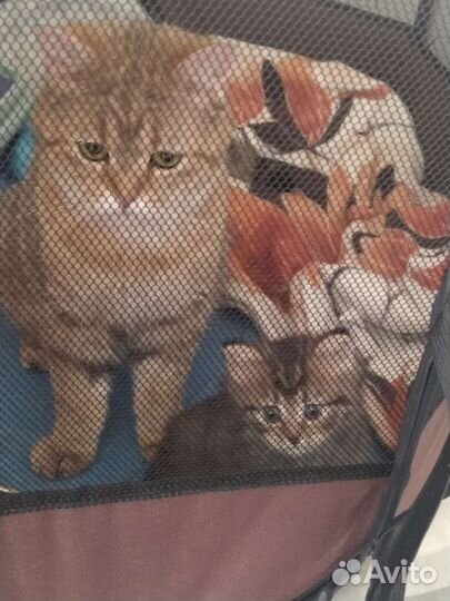 Котёнок и кошка в добрые руки