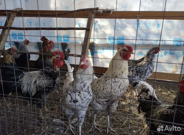 Куры петухи