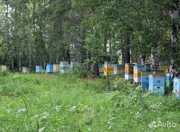 Мёд 24 года из Алтая оптом